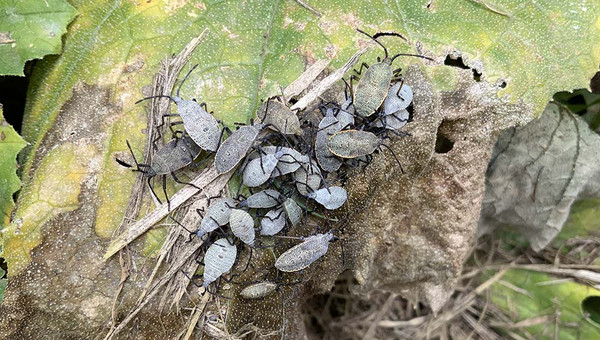 Squash bugs on a vining plant leaf.