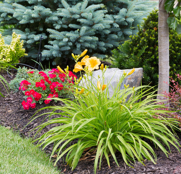 Section of a landscaped yard, with a tree, large rock, roses and a daylily, with a blue spruce in the background.