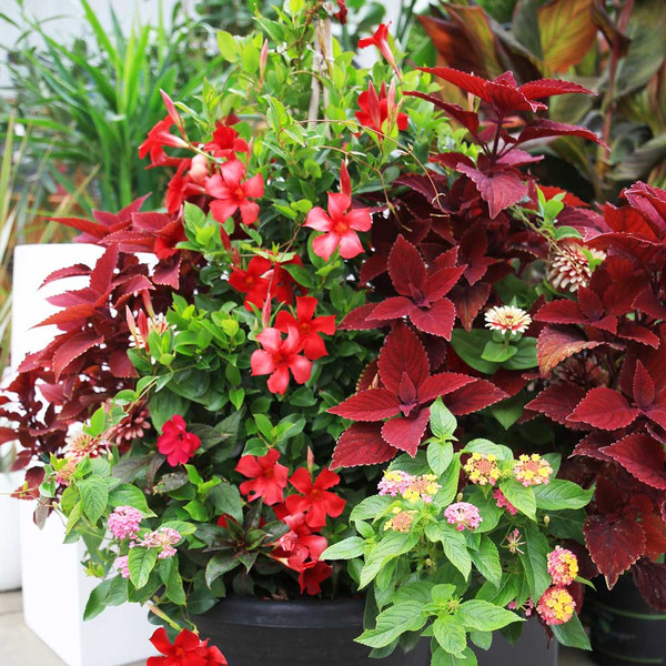 A custom-made container with red Mandevilla, red Coleus and multi-color Lantana flowers.