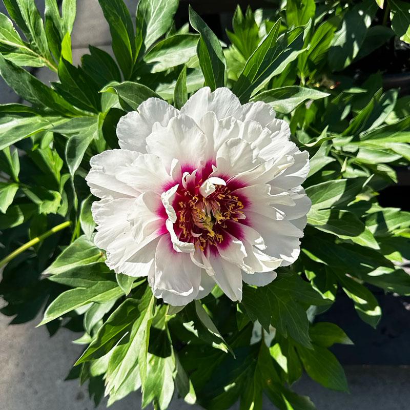 White Itoh Peony bloom with a pink center.