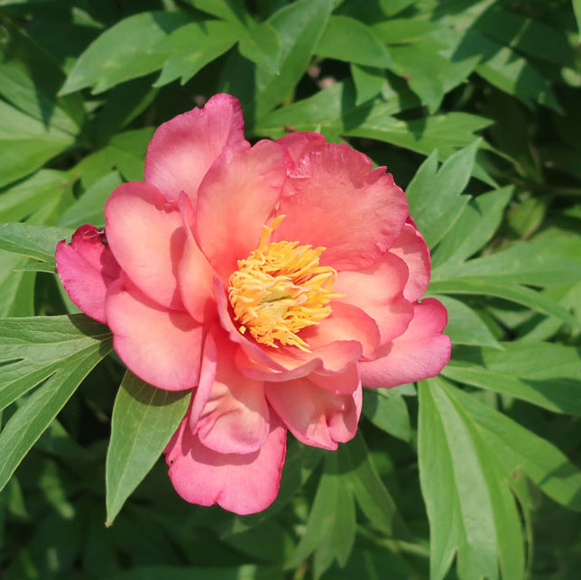Pink Julia Rose Itoh Peony bloom.