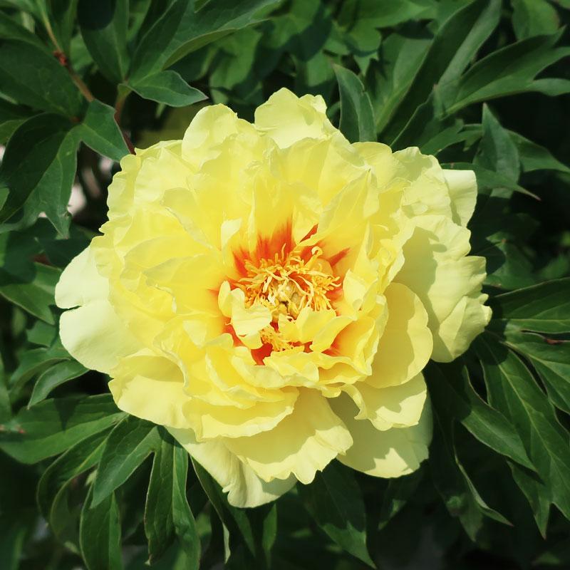 Yellow Bartzella Itoh Peony bloom.