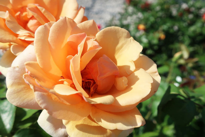 Peach At Last Shrub Rose blooms.