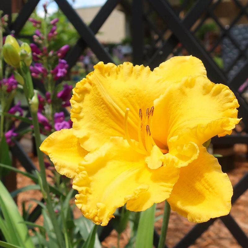 Yellow Daylily bloom.