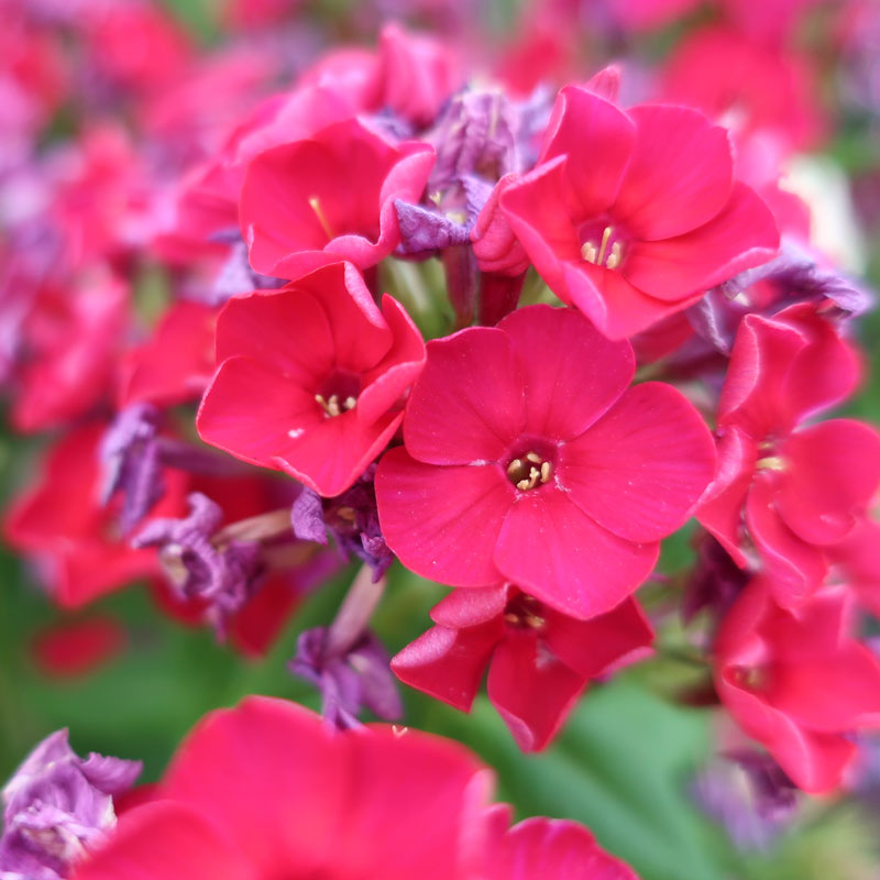 Bright Hot Pink Phlox blooms