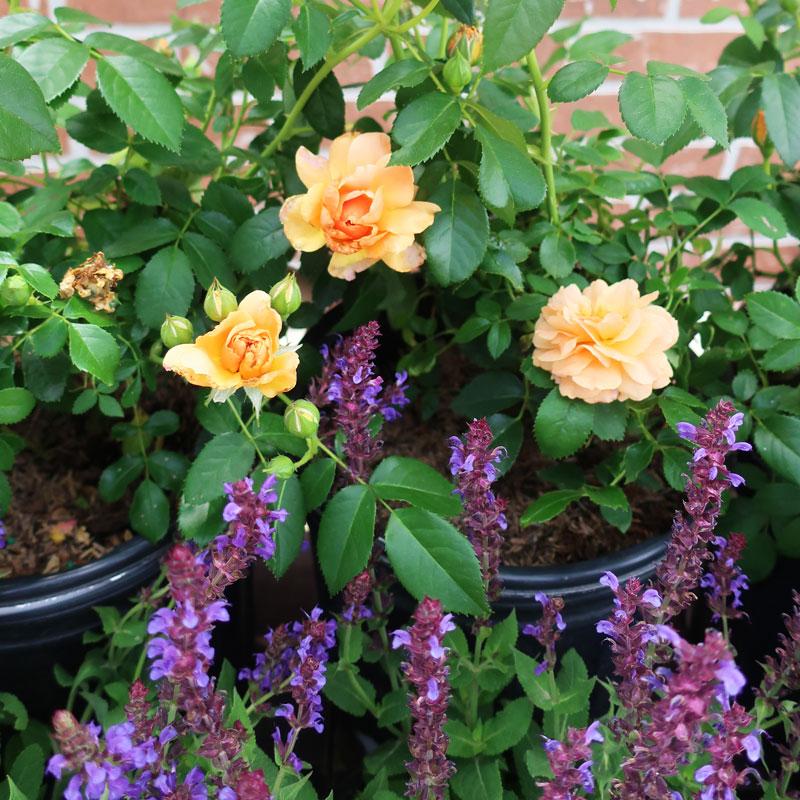 Peach Shrub Rose with purple Salvia in the front.