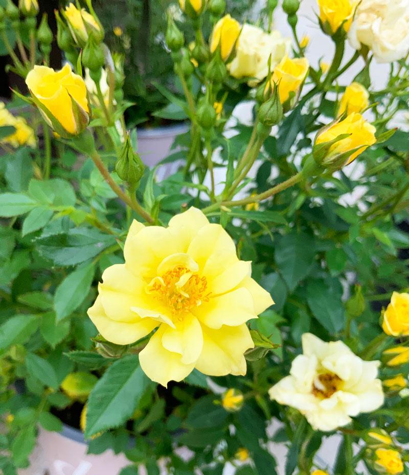 Yellow Grit N Grace Shrub Rose blooms.