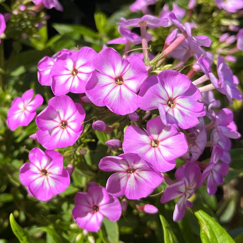 Purple-pink and white Garden Phlox blooms.