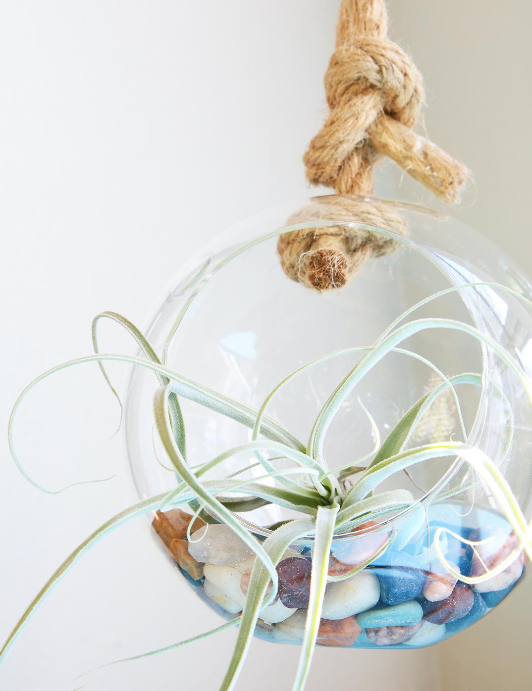 Light green air plant on top of pastel pebbles in a hanging glass globe.