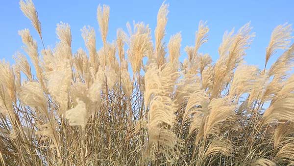 Ornamental grass with blue sky in the background