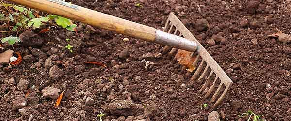 A garden rake in a dirt area.
