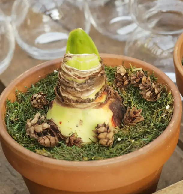 Amaryllis bulb in a terra cotta pot. 