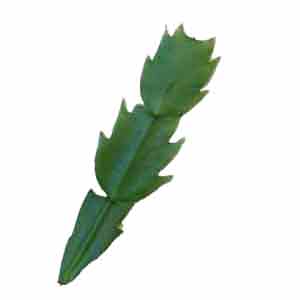 Leaf section of a Cactus cactus plant.