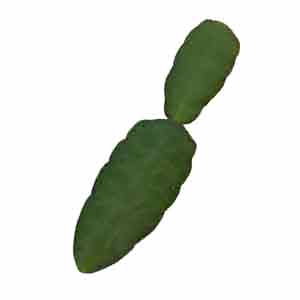 Leaf section of an Easter cactus plant.
