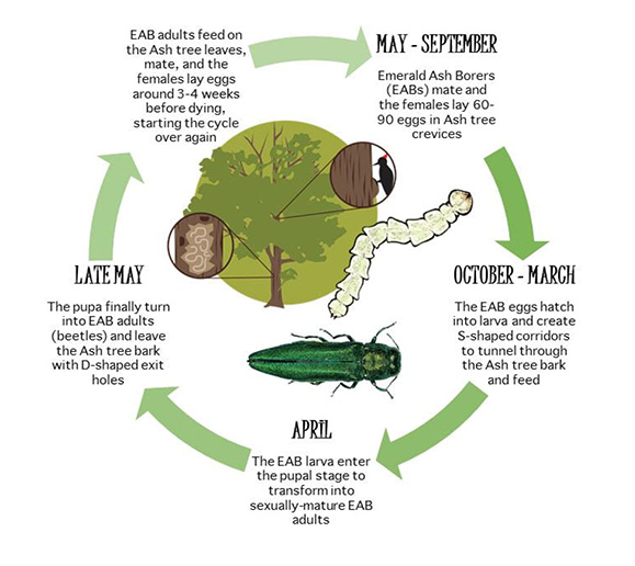 Chart showing Emerald Ash Borer life cycle.