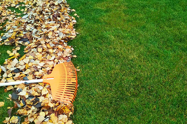 An orange rake on top of a pile of leaves, with green grass underneath.