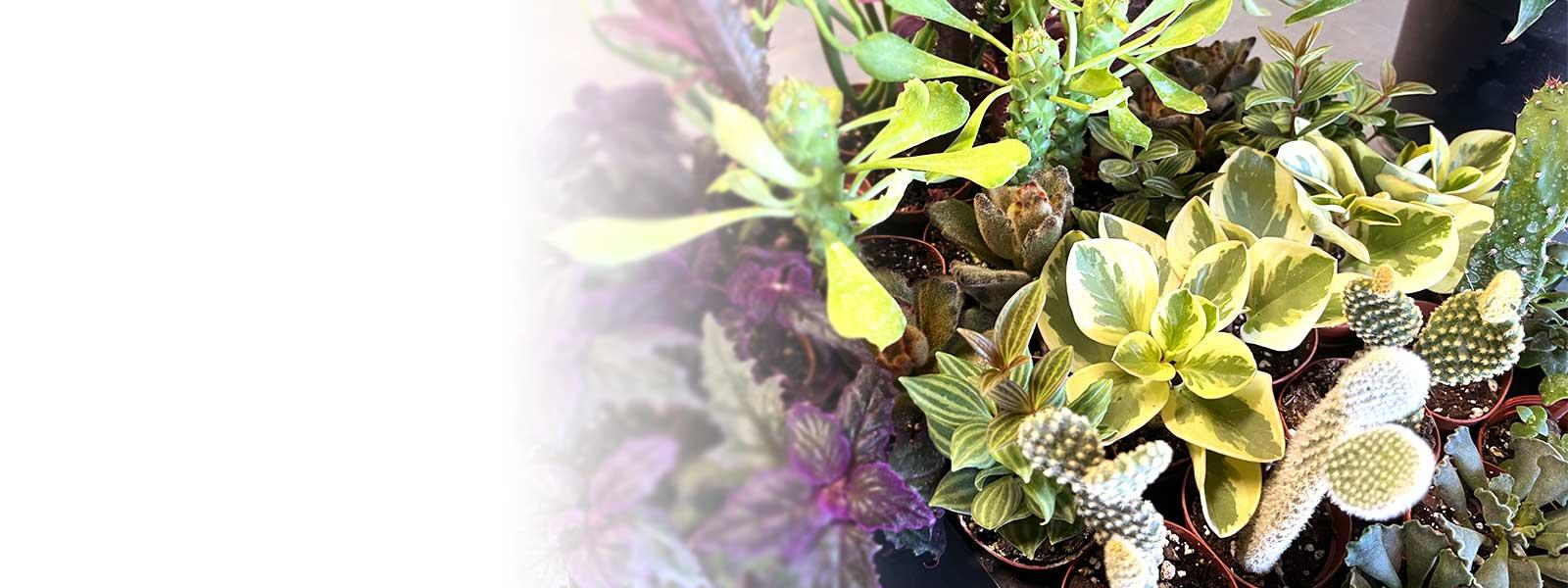 Earl May Garden Centers Lawn & Garden Experts