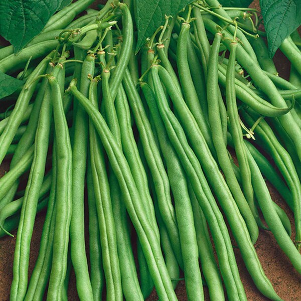 Improved Tendergreen Bean