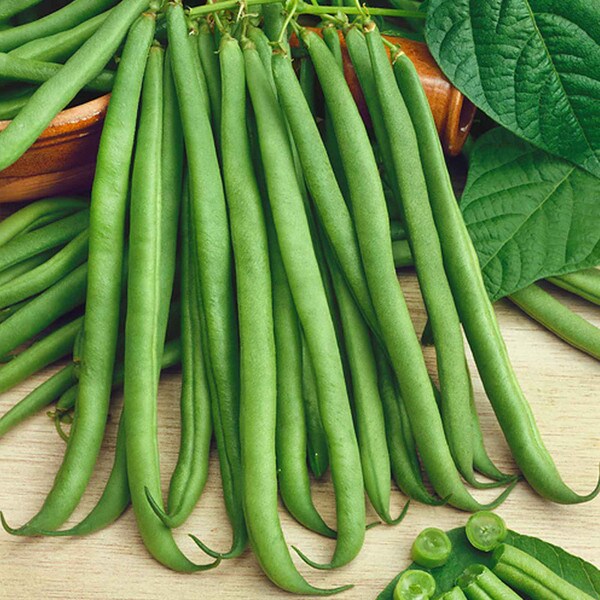 Topcrop Beans