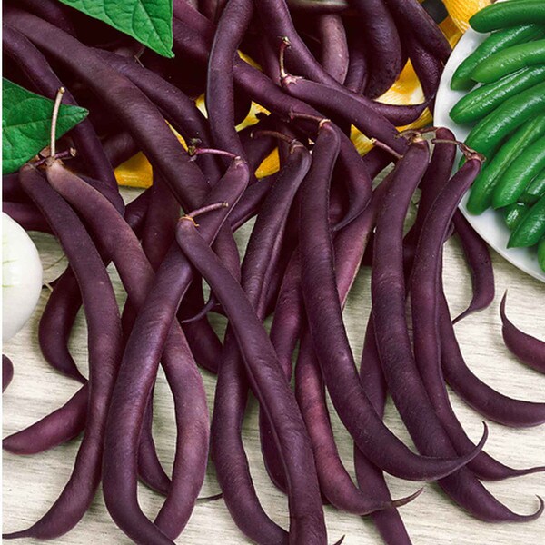 Royal Burgundy Beans