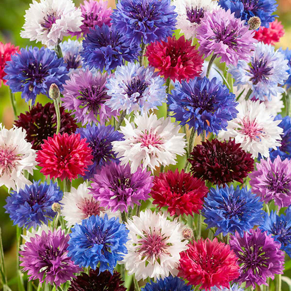 Group of multi-color Polka Dot Bachelor Button flowers