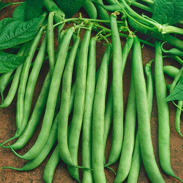 Contender Beans