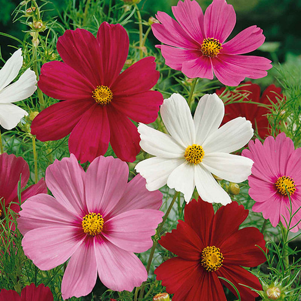 Pink, red and white Sensation Mix Cosmos flowers