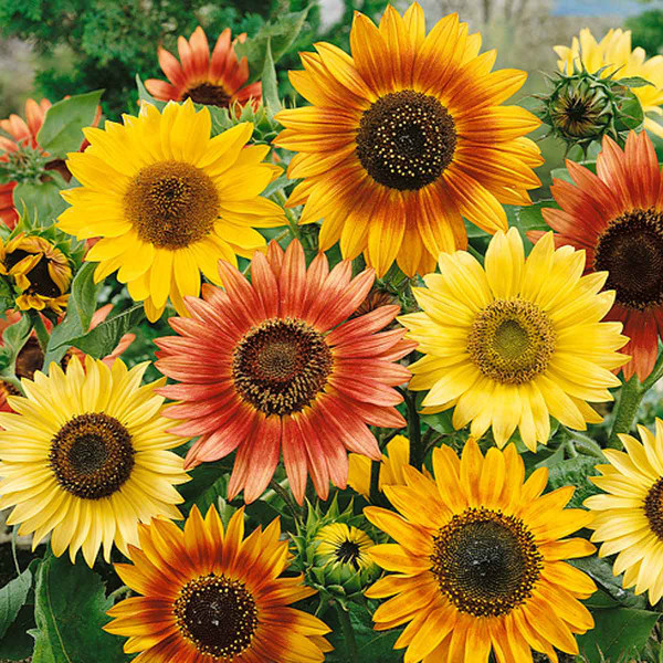 Red, orange and yellow Autumn Beauty Sunflowers