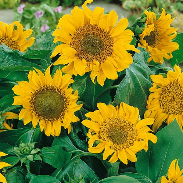 Incredible Dwarf Sunflower blooms