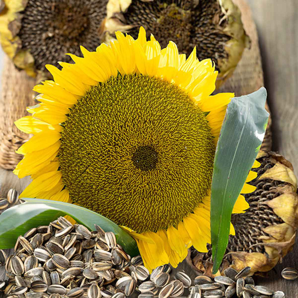 Mammoth Gray Stripe Sunflower bloom
