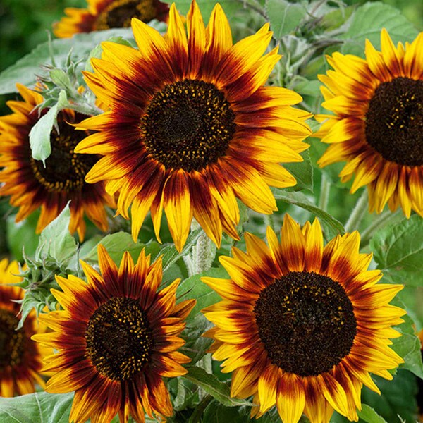 Ring of Fire Sunflowers