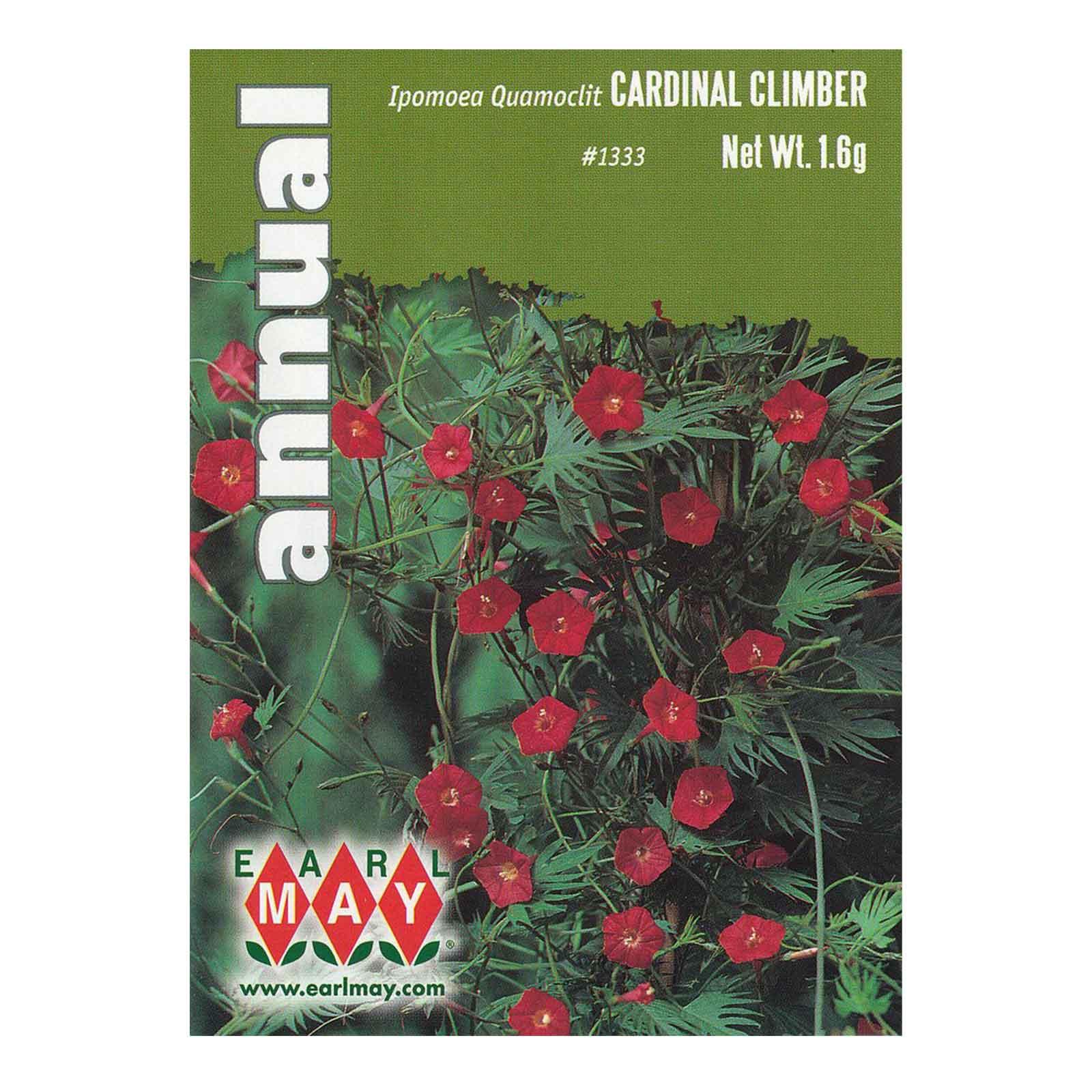 Cardinal Climber Ipomoea Quamoclit Seeds