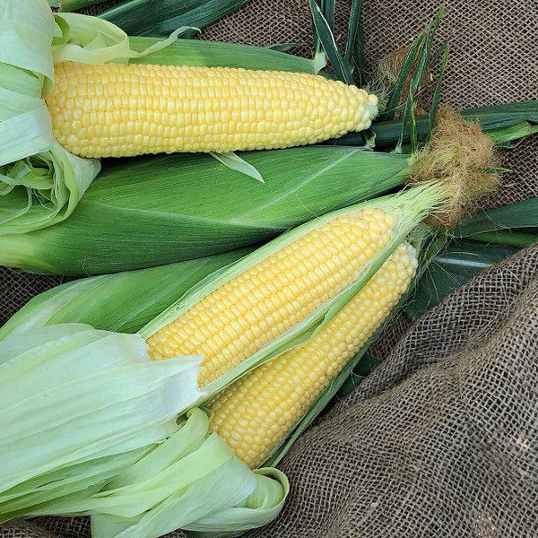 RM Hybrid Corn Seeds | Golden Yellow Sweet Corn | Earl May