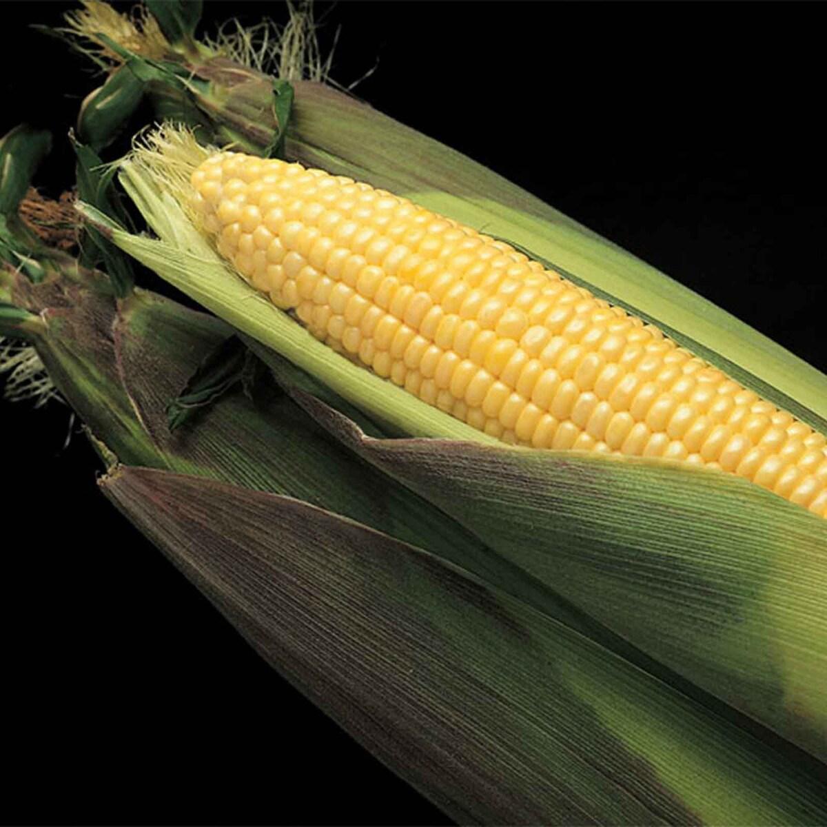 セルディア　コーン Kandy Korn Hybrid Corn Seed | Earl May