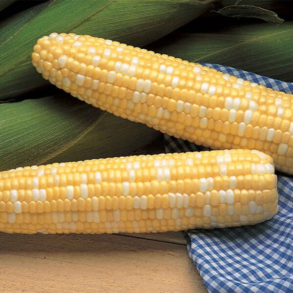 Serendipity Hybrid Corn Seeds | Bicolor Sweetness | Earl May