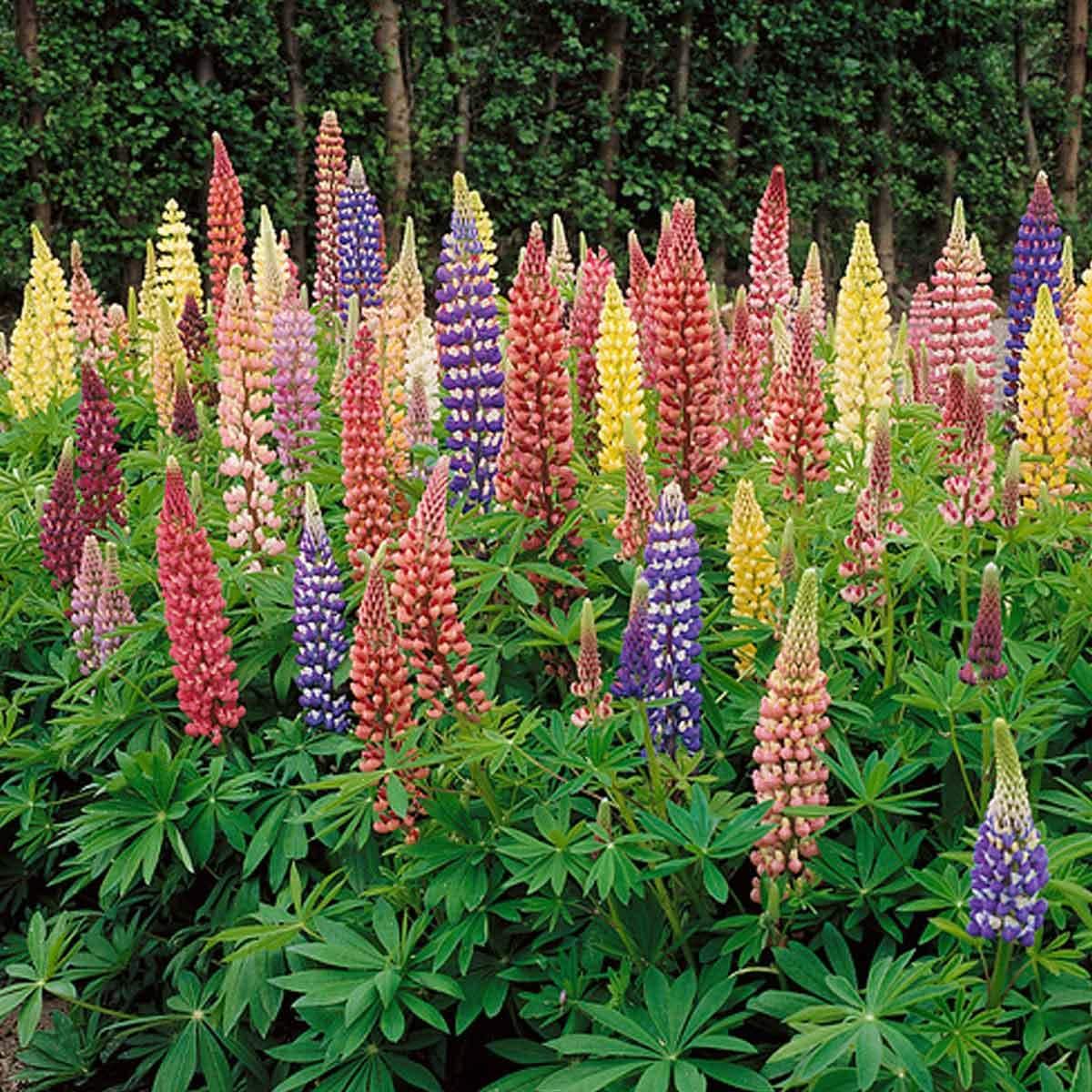 Lupine - Russell Mix Seeds