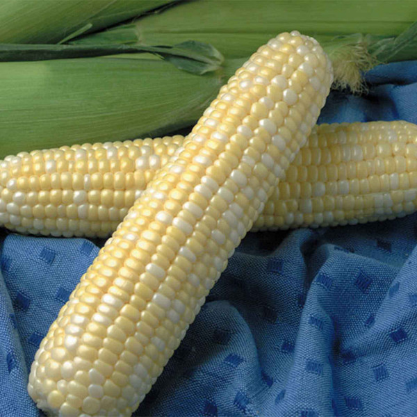 Jackpot Corn Seeds | For Markets & Home Gardens | Earl May