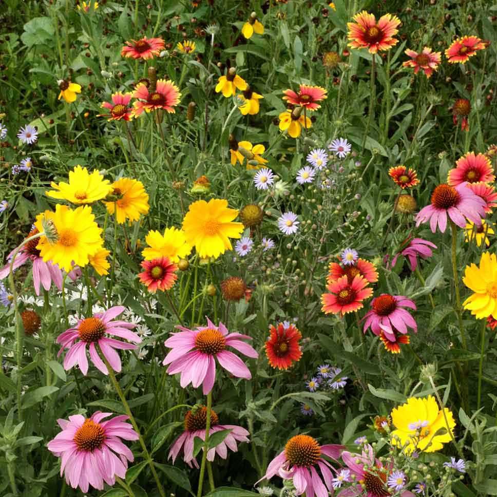 wild flower 　5セット wild flower 5セット Wildflowers Seeds for Sale | Earl May Garden