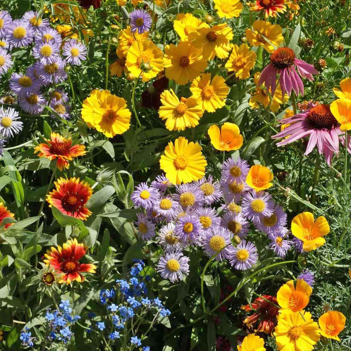 wild flower 5セット Wildflowers Seeds for Sale | Earl May