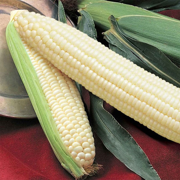 Silver Queen Corn Seeds | Main Season Excellence | Earl May