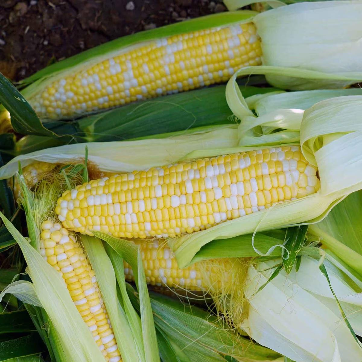 Ambrosia Hybrid Corn Seeds | Earl May