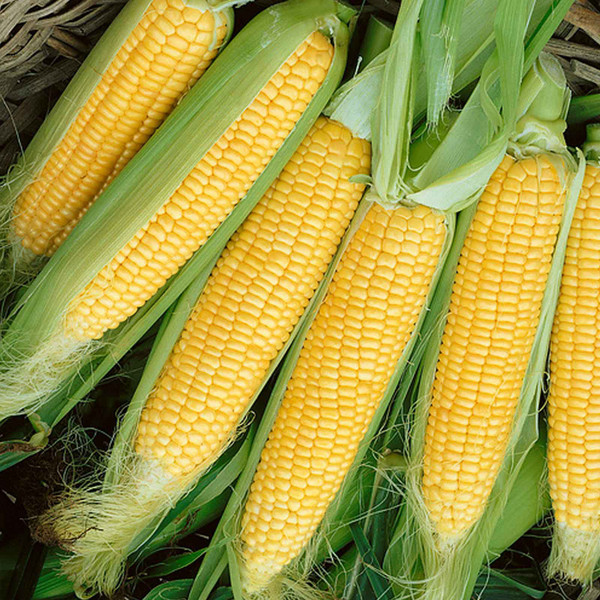 Bodacious RM Hybrid Corn Seeds | Top Yellow Variety | Earl May