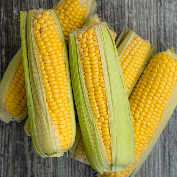 Honey Select Hybrid Sweet Corn Seeds | Award-Winning | Earl May