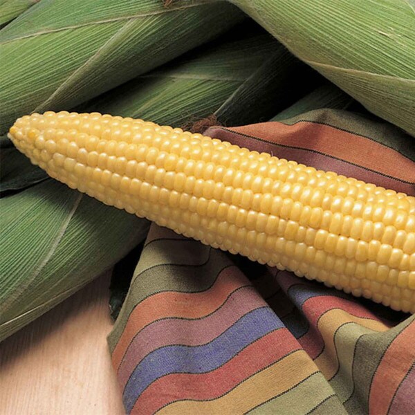 Honey Select Hybrid Sweet Corn Seeds | Award-Winning | Earl May