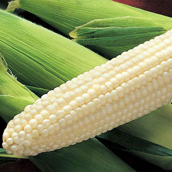Silver King Corn Seeds | For Markets & Gardens | Earl May