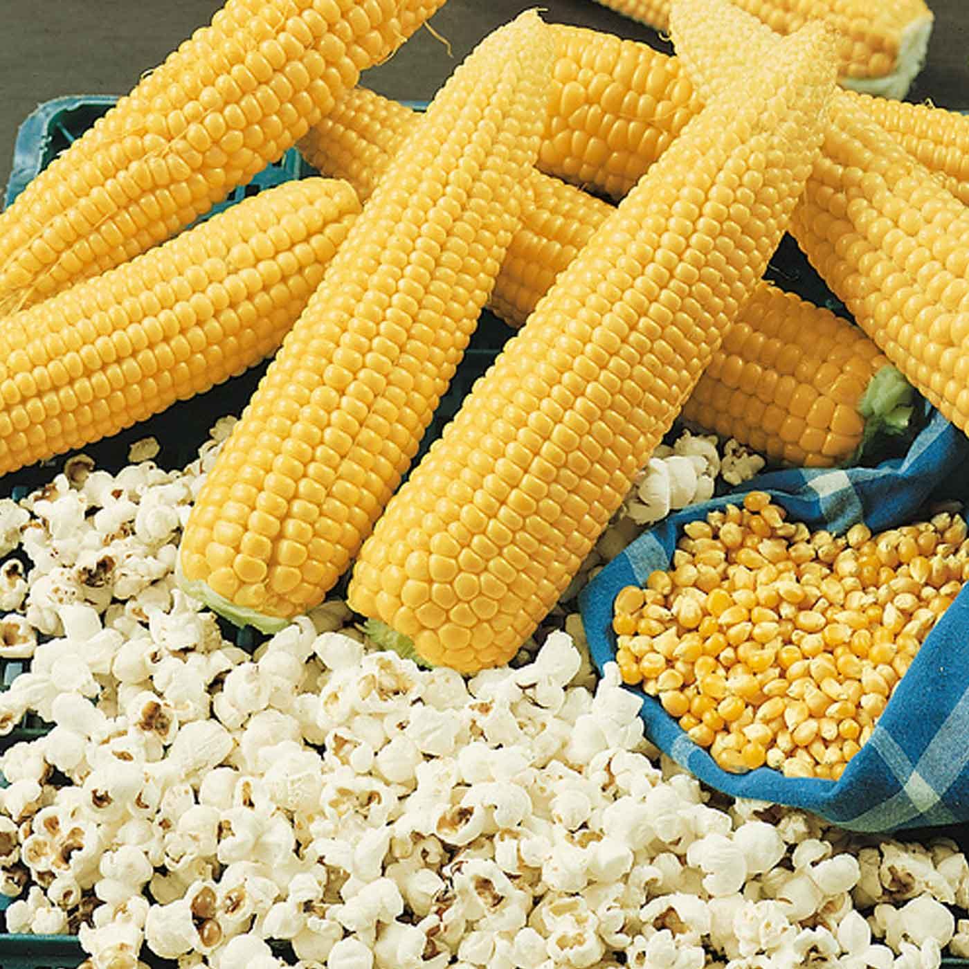 Corn - Robust Popcorn 98114W Hybrid Seeds 1.5oz Packet | Earl May
