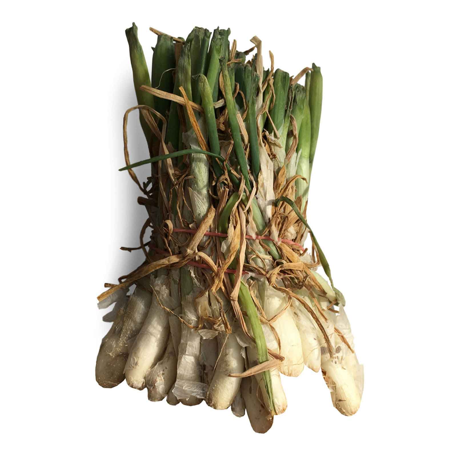 Onion Plants White Bermuda Earl May