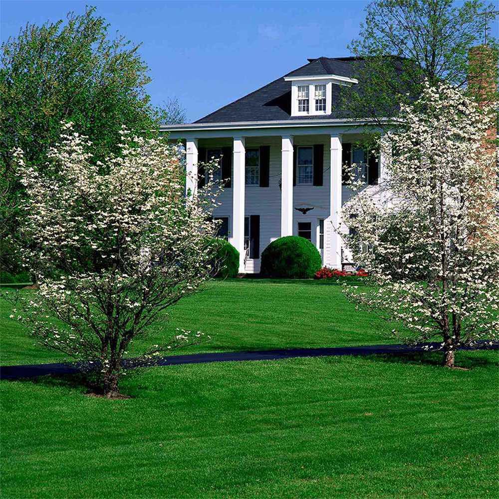 Earl May Marvel Turf-Type Tall Fescue Blend Grass Seed | Earl May