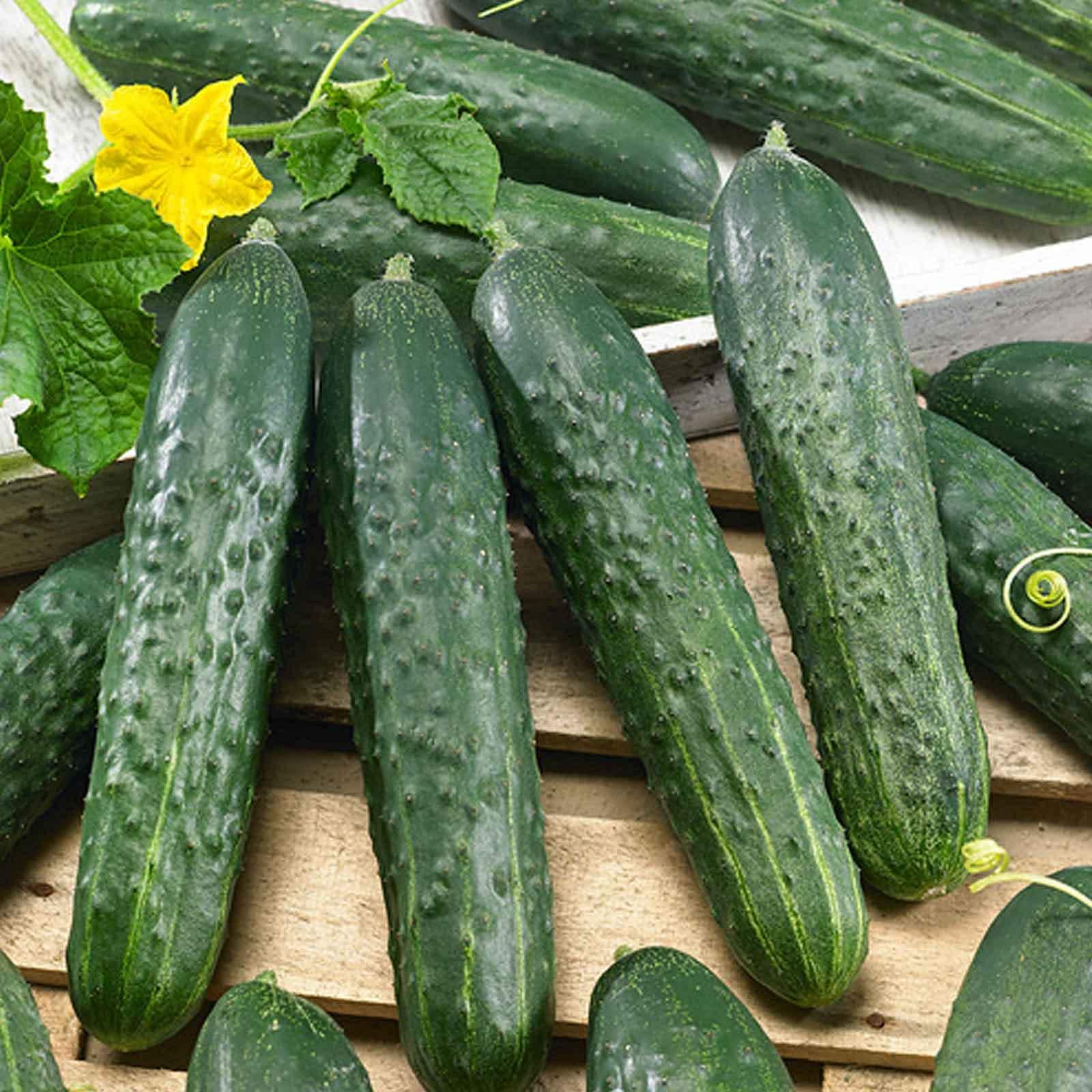 Cucumber 5% 🇨🇦 | 4 unds - Último Lote Da Fabricante – Puff BR