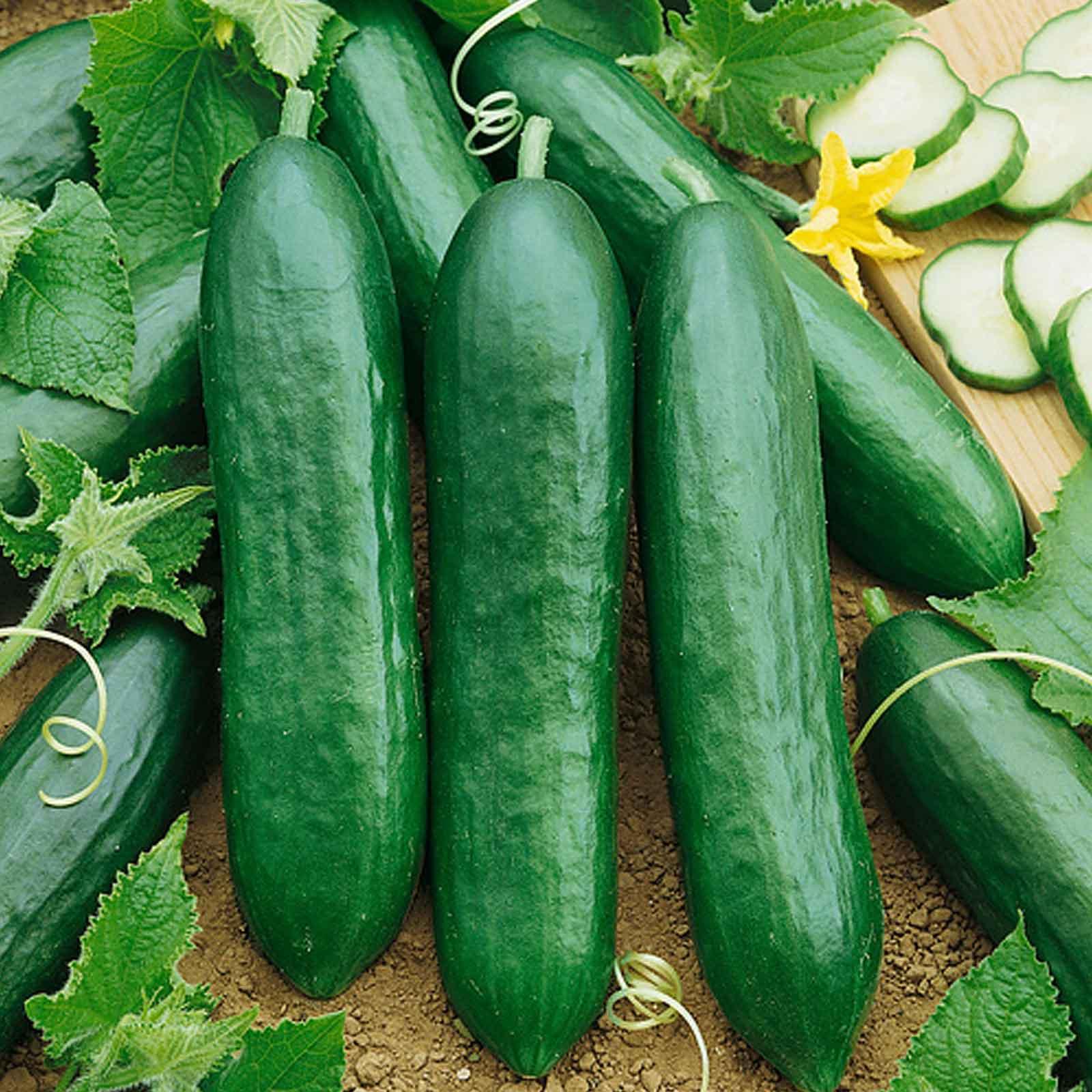 Cucumbers Burpless Bush Slicer Hybrid Seeds